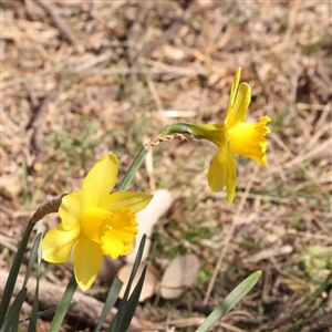 Narcissus pseudonarcissus at O'Connor, ACT - 5 Sep 2024 11:22 AM