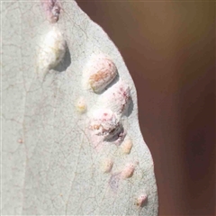 Unverified Unverified Insect Gall at O'Connor, ACT - 5 Sep 2024 by ConBoekel