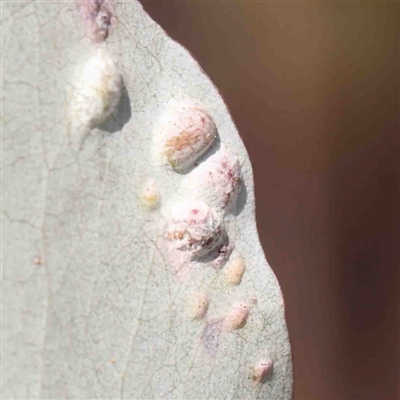 Unverified Unverified Insect Gall at O'Connor, ACT - 5 Sep 2024 by ConBoekel