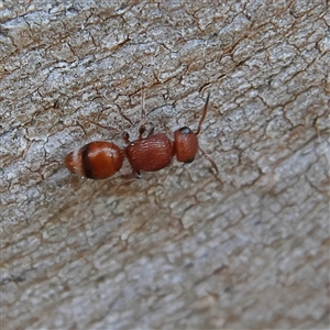 Ephutomorpha sp. (genus) at Higgins, ACT - 10 Sep 2024