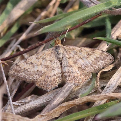 Scopula rubraria (Reddish Wave, Plantain Moth) at O'Connor, ACT - 5 Sep 2024 by ConBoekel