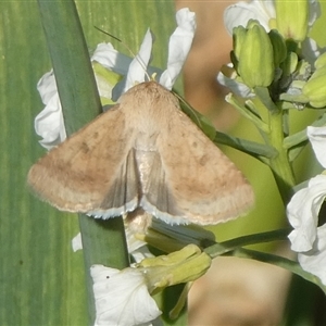 Helicoverpa punctigera at Charleys Forest, NSW - 10 Sep 2024