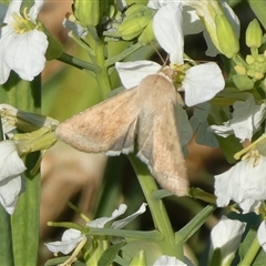 Helicoverpa punctigera at Charleys Forest, NSW - 10 Sep 2024