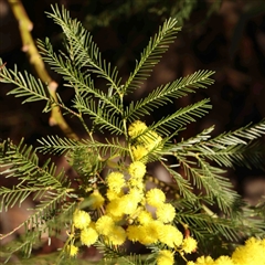 Acacia decurrens (Green Wattle) at Bruce, ACT - 5 Sep 2024 by ConBoekel