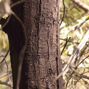 Acacia decurrens at Bruce, ACT - 5 Sep 2024