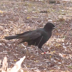 Corcorax melanorhamphos at Bruce, ACT - 5 Sep 2024 12:07 PM