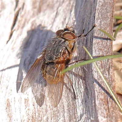 Calliphora stygia (Brown blowfly or Brown bomber) at Bruce, ACT - 5 Sep 2024 by ConBoekel