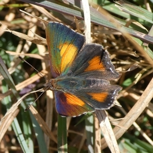 Paralucia aurifera at Charleys Forest, NSW - 10 Sep 2024