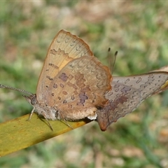 Paralucia aurifera at Charleys Forest, NSW - 10 Sep 2024