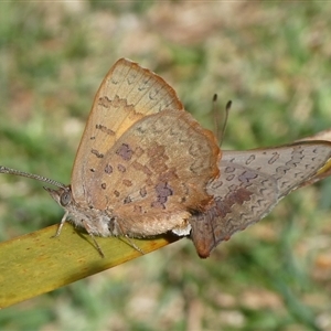 Paralucia aurifera at Charleys Forest, NSW - 10 Sep 2024