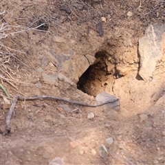 Oryctolagus cuniculus (European Rabbit) at O'Connor, ACT - 5 Sep 2024 by ConBoekel