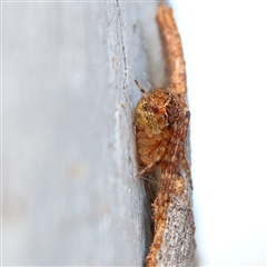 Cryptachaea veruculata (Diamondback comb-footed spider) at Higgins, ACT - 10 Sep 2024 by MichaelWenke