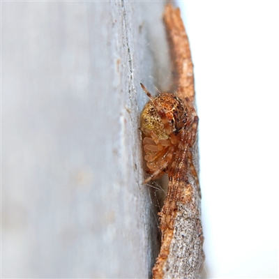 Cryptachaea veruculata (Diamondback comb-footed spider) at Higgins, ACT - 10 Sep 2024 by MichaelWenke