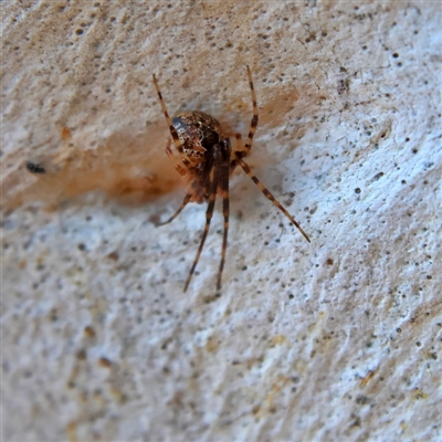 Cryptachaea veruculata (Diamondback comb-footed spider) at Higgins, ACT - 10 Sep 2024 by Trevor