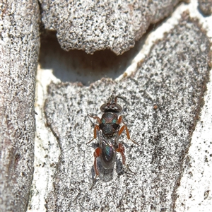 Chalcididae (family) at Higgins, ACT - 10 Sep 2024