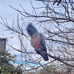 Callocephalon fimbriatum (Gang-gang Cockatoo) at Narrabundah, ACT - 11 Jul 2022 by Jennybach