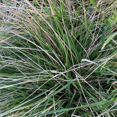 Nassella neesiana (Chilean Needlegrass) at Hackett, ACT - 9 Sep 2024 by waltraud