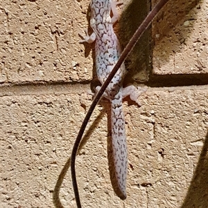 Christinus marmoratus at Cook, ACT - 24 Dec 2021