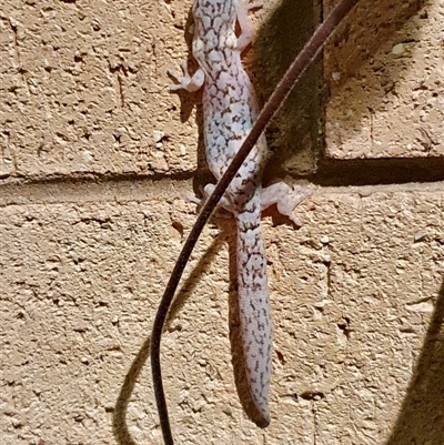 Christinus marmoratus (Southern Marbled Gecko) at Cook, ACT - 23 Dec 2021 by Jennybach