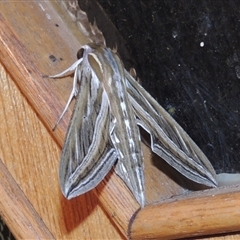 Hippotion celerio at Conder, ACT - 11 Feb 2024 10:08 PM