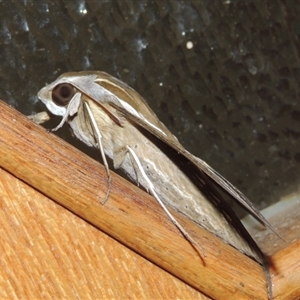 Hippotion celerio at Conder, ACT - 11 Feb 2024 10:08 PM