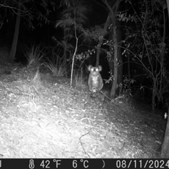 Phascolarctos cinereus (Koala) at Pappinbarra, NSW - 11 Aug 2024 by jonvanbeest