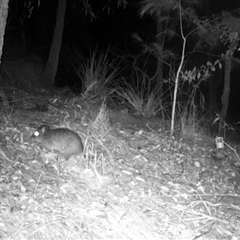 Potorous tridactylus (Long-nosed Potoroo) at Pappinbarra, NSW - 29 Jul 2024 by jonvanbeest