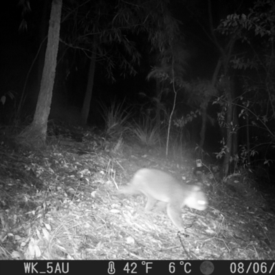 Phascolarctos cinereus (Koala) at Pappinbarra, NSW - 6 Aug 2024 by jonvanbeest