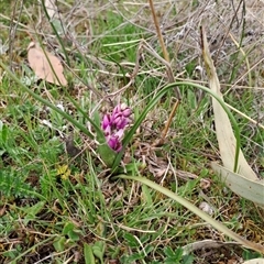 Wurmbea dioica subsp. dioica (Early Nancy) at Forde, ACT - 11 Sep 2024 by LPadg