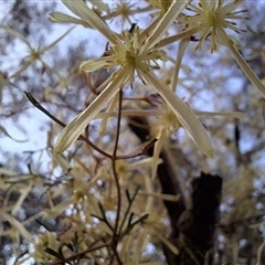 Clematis leptophylla (Small-leaf Clematis, Old Man's Beard) at Hackett, ACT - 10 Sep 2024 by JenniM