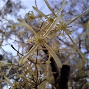 Clematis leptophylla at Hackett, ACT - 10 Sep 2024 05:23 PM