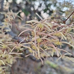 Clematis leptophylla at Hackett, ACT - 10 Sep 2024 05:23 PM