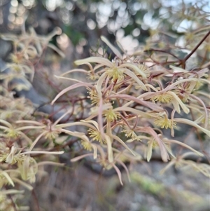 Clematis leptophylla at Hackett, ACT - 10 Sep 2024 05:23 PM