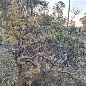 Clematis leptophylla at Hackett, ACT - 10 Sep 2024 05:23 PM