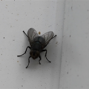 Calliphoridae (family) at Lyons, ACT - 11 Sep 2024 12:56 PM