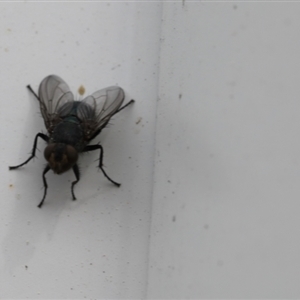 Calliphoridae (family) at Lyons, ACT - 11 Sep 2024 12:56 PM