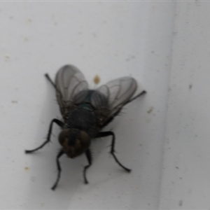 Calliphoridae (family) at Lyons, ACT - 11 Sep 2024 12:56 PM