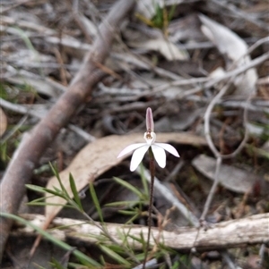 Caladenia fuscata at Strathnairn, ACT - 11 Sep 2024