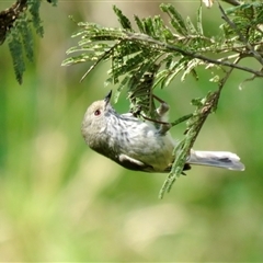 Acanthiza pusilla (Brown Thornbill) at Berrima, NSW - 11 Sep 2024 by Span102