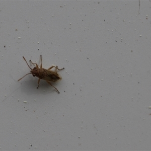 Miridae (family) at Lyons, ACT - 11 Sep 2024 12:58 PM