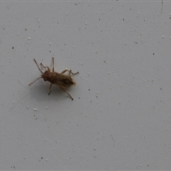 Miridae (family) at Lyons, ACT - 11 Sep 2024 12:58 PM