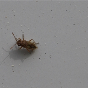 Miridae (family) at Lyons, ACT - 11 Sep 2024 12:58 PM