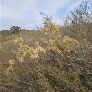 Clematis leptophylla at Googong, NSW - 11 Sep 2024