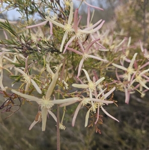 Clematis leptophylla at Googong, NSW - 11 Sep 2024