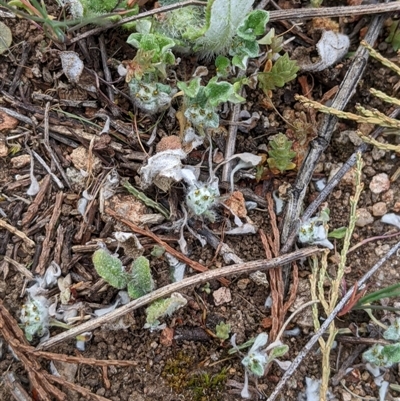 Stuartina muelleri (Spoon Cudweed) at Strathnairn, ACT - 11 Sep 2024 by MattM