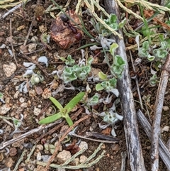 Stuartina muelleri at Strathnairn, ACT - 11 Sep 2024 01:14 PM