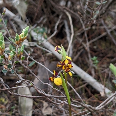 Diuris pardina (Leopard Doubletail) at Strathnairn, ACT - 11 Sep 2024 by MattM