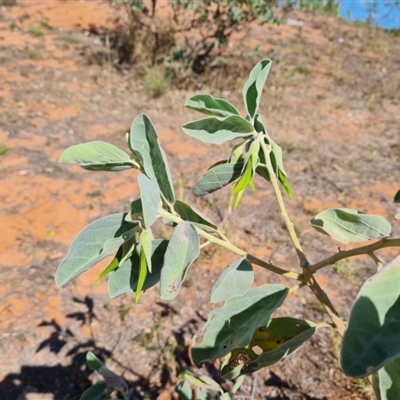 Unidentified Other Shrub at Broome, WA - 11 Sep 2024 by Mike