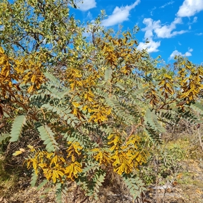 Unidentified Other Shrub at Cable Beach, WA - 11 Sep 2024 by Mike