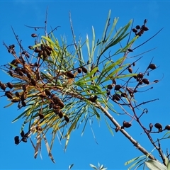 Unidentified Other Shrub at Cable Beach, WA - 11 Sep 2024 by Mike